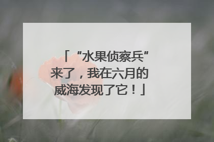 “水果侦察兵”来了，我在六月的威海发现了它！