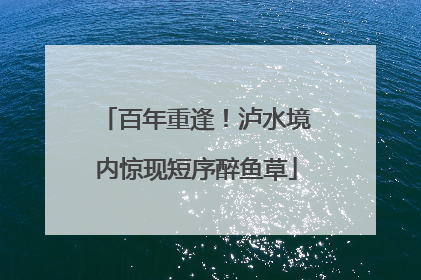 百年重逢!泸水境内惊现短序醉鱼草
