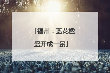 福州：蓝花楹盛开成一景