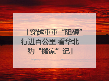 穿越重重“阻碍”行进百公里 看华北豹“搬家”记
