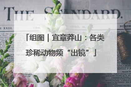 组图｜宜章莽山：各类珍稀动物频“出镜”