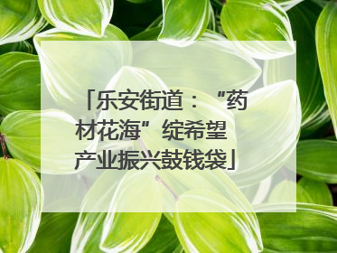乐安街道：“药材花海”绽希望 产业振兴鼓钱袋