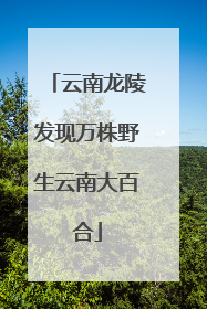 云南龙陵发现万株野生云南大百合