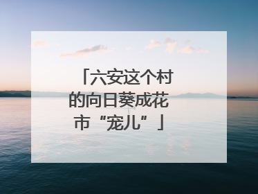 六安这个村的向日葵成花市“宠儿”