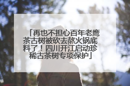 再也不担心百年老鹰茶古树被砍去熬火锅底料了！四川开江启动珍稀古茶树专项保护