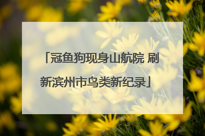 冠鱼狗现身山航院 刷新滨州市鸟类新纪录