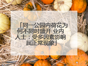 同一公园内荷花为何不同时盛开 业内人士：受多因素影响 属正常现象