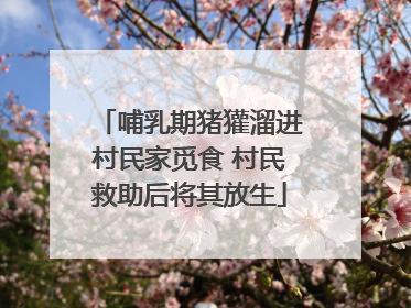 哺乳期猪獾溜进村民家觅食 村民救助后将其放生