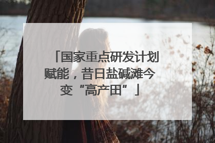 国家重点研发计划赋能，昔日盐碱滩今变“高产田”