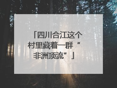 四川合江这个村里藏着一群“非洲顶流”