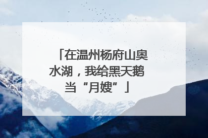 在温州杨府山奥水湖，我给黑天鹅当“月嫂”
