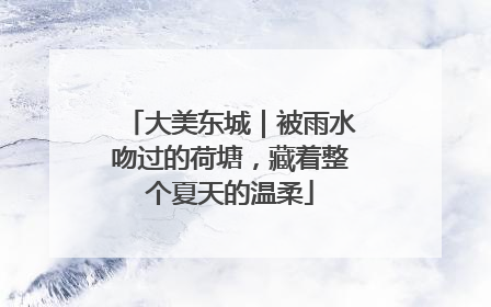 大美东城｜被雨水吻过的荷塘，藏着整个夏天的温柔