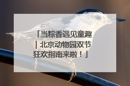 当粽香遇见童趣｜北京动物园双节狂欢指南来啦！