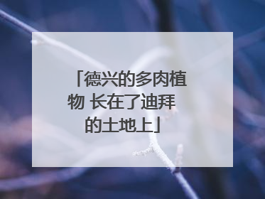 德兴的多肉植物 长在了迪拜的土地上