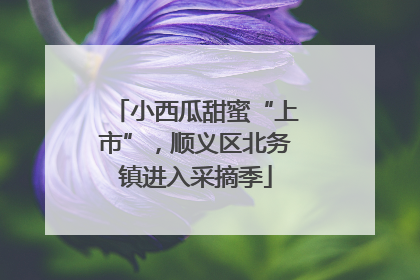 小西瓜甜蜜“上市”，顺义区北务镇进入采摘季