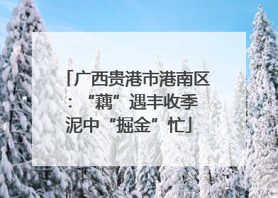 广西贵港市港南区：“藕”遇丰收季 泥中“掘金”忙