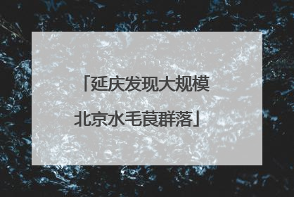 延庆发现大规模北京水毛茛群落