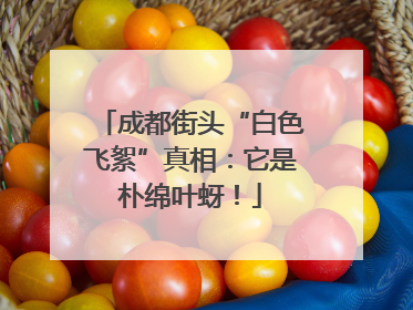 成都街头“白色飞絮”真相：它是朴绵叶蚜！