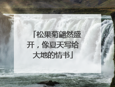 松果菊翩然盛开，像夏天写给大地的情书