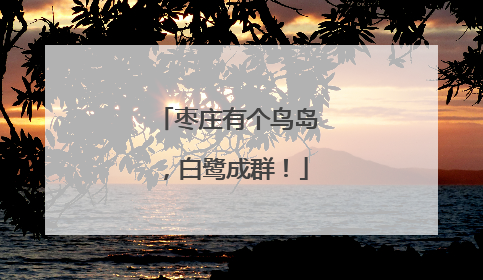 枣庄有个鸟岛，白鹭成群！
