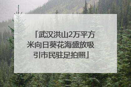 武汉洪山2万平方米向日葵花海盛放吸引市民驻足拍照