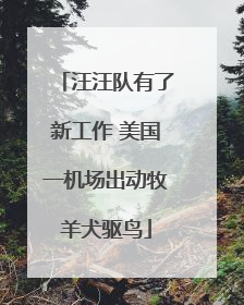 汪汪队有了新工作 美国一机场出动牧羊犬驱鸟