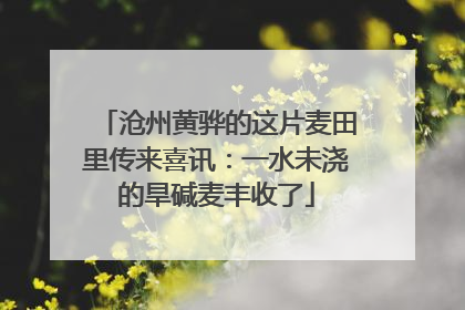 沧州黄骅的这片麦田里传来喜讯：一水未浇的旱碱麦丰收了