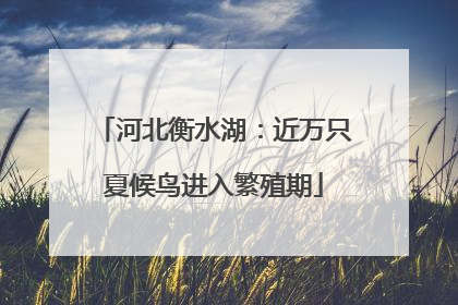 河北衡水湖：近万只夏候鸟进入繁殖期