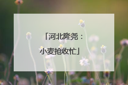 河北隆尧：小麦抢收忙