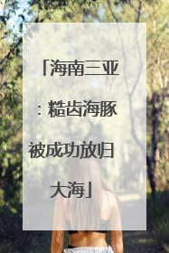 海南三亚：糙齿海豚被成功放归大海