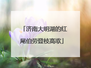 济南大明湖的红尾伯劳登枝高歌