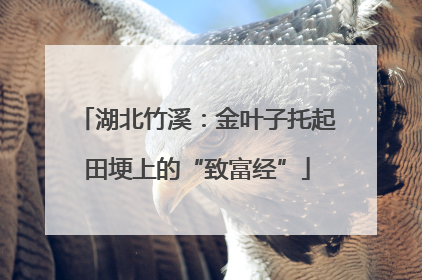 湖北竹溪：金叶子托起田埂上的“致富经”