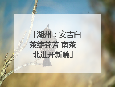 湖州：安吉白茶绽芬芳 南茶北进开新篇