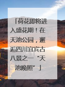 荷花即将进入盛花期！在天池公园，邂逅四川宜宾古八景之一“天池晚照”