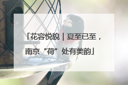 花容悦貌｜夏至已至，南京“荷”处有美韵
