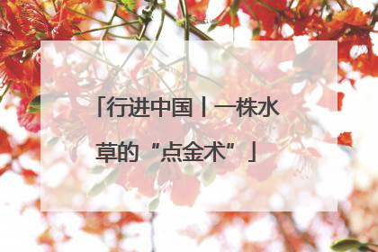 行进中国丨一株水草的“点金术”