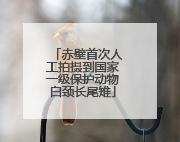 赤壁首次人工拍摄到国家一级保护动物白颈长尾雉