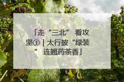 走“三北” 看攻坚①｜太行披“绿装” 连翘药茶香