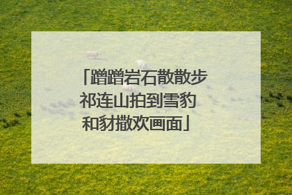 蹭蹭岩石散散步 祁连山拍到雪豹和豺撒欢画面