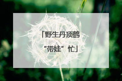 野生丹顶鹤“带娃”忙