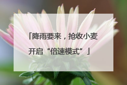 降雨要来，抢收小麦开启“倍速模式”