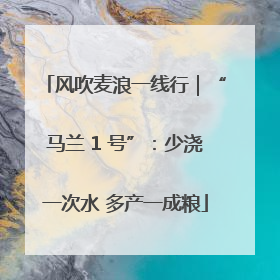 风吹麦浪一线行｜“马兰 1 号”：少浇一次水 多产一成粮